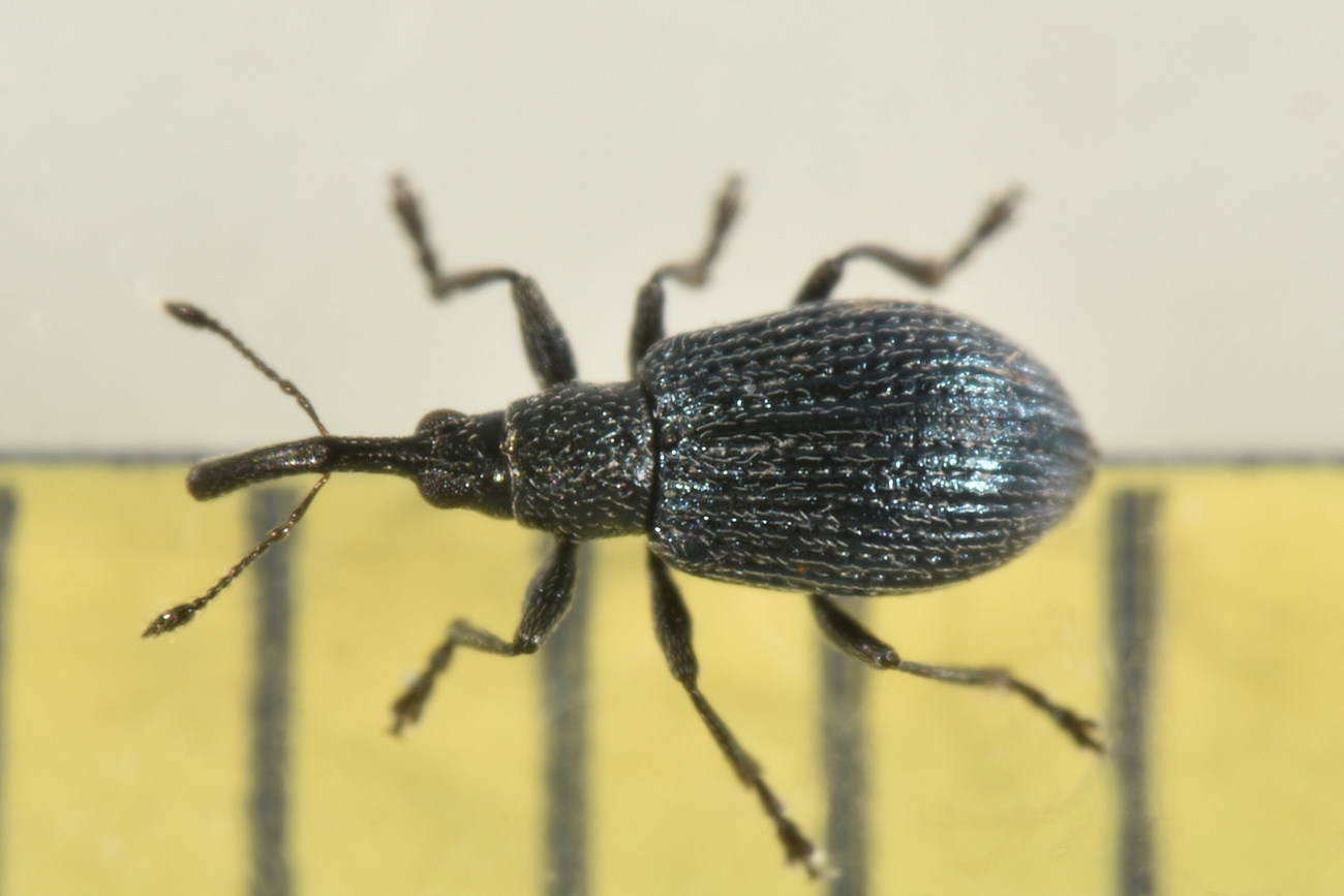 Apionidae da id. - Ischnopterapion virens